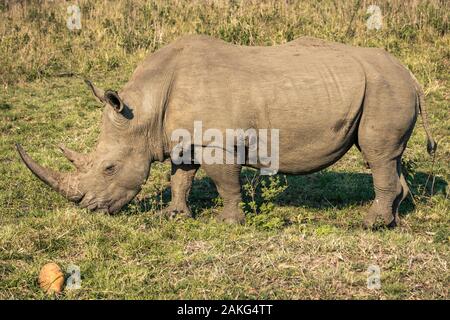 Un rinoceronte bianco mangiare erba durante un safari in Hluhluwe - imfolozi National Park in Sud Africa Foto Stock