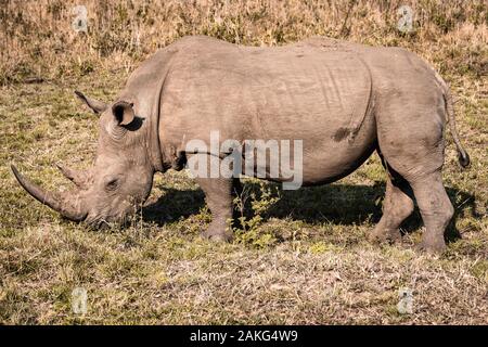 Un rinoceronte bianco mangiare erba durante un safari in Hluhluwe - imfolozi National Park in Sud Africa Foto Stock