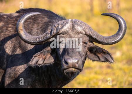 Una bufala di sunrise durante un safari in Hluhluwe - imfolozi National Park in Sud Africa Foto Stock