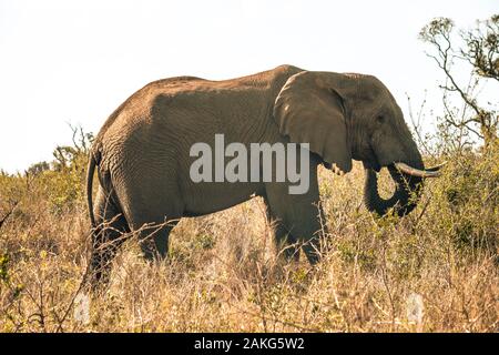 Un elefante africano di sunrise durante un safari in Hluhluwe - imfolozi National Park in Sud Africa Foto Stock