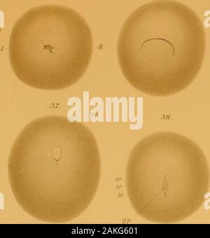 Ufficiale di morfologia . ow una fessura stretta apertura nel mesenteron. Fig. 41. Vista superiore della stessa uovo come quello mostrato in Fig. 40. Fig. 42. Vista superficiale di conserve di uovo. Prima apparizione di pieghe neurali.scanalatura neurale termina nella parte anteriore del neuropore, np. Il blastopore hasclosed nel mezzo, lasciando aperto, tuttavia, un neuropore anteriore e un posterioranus, a. Fig. 43. Vista superficiale di conserve di uovo. L'ano risiede nella parte posteriore limitof le pieghe neurali. Fig. 44. Vista dorsale di conserve di uovo. Pieghe neurali ampiamente separati. Fig. 45. Vista dorsale di conserve di uovo, un po' in fase successiva a quella t Foto Stock