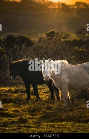 Wild Bodmin pony di pascolare su Goonzion Downs su Bodmin Moor in Cornovaglia. Foto Stock