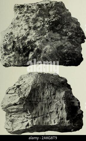 Relazione annuale della United States Geological Survey per il Segretario degli Interni . Centimetri CYCADELLA WYOMINGENSIS, DAL JURASSIC DEL WYOMING BIBLIOTECA DI f egli University of Illinois. Piastra XCI. Piastra XCI. Cycadella Knowltoxiana Ward n. 500.t&GT;2 del museo dell'Università del Wyoming.Fig. 1. Vista laterale che mostra la mitra ramentaeeous layer,completamente invest-ing il tronco. Fig. 2. Vista della parete interna della zona di woody, mostrando le guarnizioni di tenuta dei raggi themedullary.572 U. S. geological survey VENTESIMA RELAZIONE ANNUALE PARTE II PL. XCI. Centimetri CYCADELLA KNOWLTON HO UN, dal giurassico Foto Stock