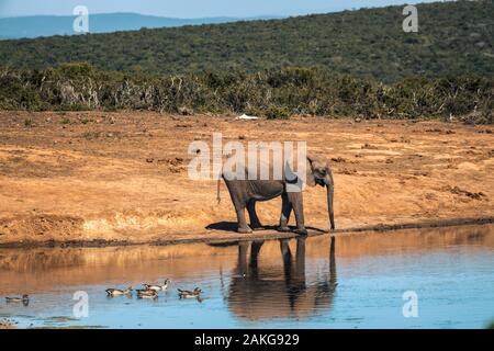 Gli elefanti africani nell'Addo Elephant National Park, vicino a Port Elizabeth, Sud Africa Foto Stock