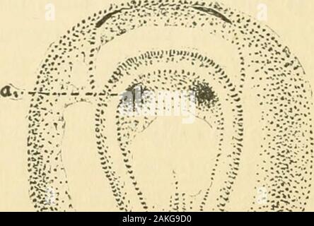 Ufficiale di morfologia . ".YT,^^^:V;- *•-?;=;.-^ :!--?. V:&GT;&LT; Fig. I. vista superficiale di un embrione di Necturus.a. vescicole ottiche.. %-&Gt;^BMi :^-^0^ Foto Stock