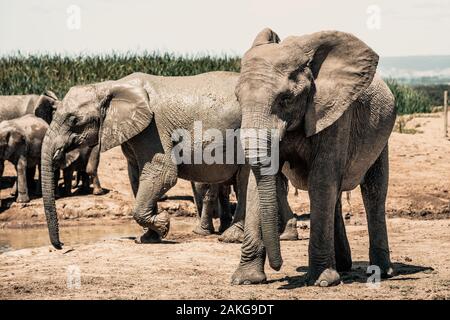 Gli elefanti nell'Addo Elephant National Park, vicino a Port Elizabeth, Sud Africa Foto Stock