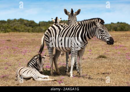 Due zebre nell'Addo Elephant National Park, vicino a Port Elizabeth, Sud Africa Foto Stock