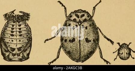 Insetti dannosi per i frutti . Lo scarabeo è ashy grigio, con sette punti neri sulla thethorax, e otto su ciascuna ala-coperchio, disposti come shownat c in Fig. 431, dove l'insetto è rappresentato ingrandito,la figura più piccola sul lato che indica la dimensione naturale. Il rosso sangue e Lady-bird. Cycloneda sanguinea (Linn.). Il rosso sangue di lady bird non è così comune come il specieslast descritta, ma è comunque molto utile. La larva iswithout dorsali, di forma appiattita e ornata con trans-versetto bande gialle e macchie nere; è più comune in thespring, quando esso è estremamente vorace e agire Foto Stock