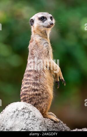 Primo piano di un meerkat che si trova su una sporgenza di pietra e che indaga l'ambiente circostante, su uno sfondo bokeh Foto Stock