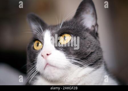 Primo piano di un bellissimo, bianco e grigio gatto femmina con orange/gli occhi gialli. Avviso gatto Foto Stock