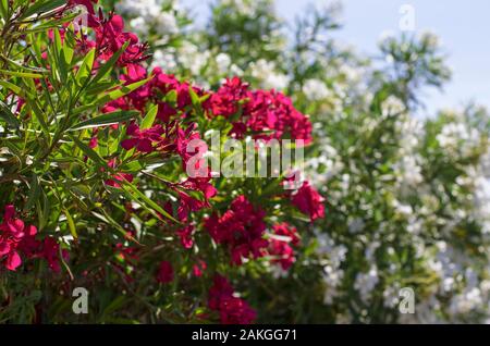 Lussuosamente oleandri fioriti bush con petali di colore rosso su una giornata di primavera Foto Stock