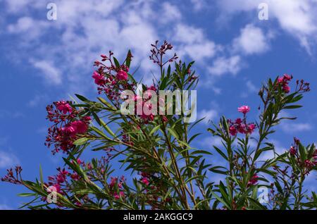 Sbocciato rosso dei fiori di primavera oleandro contro un cielo blu con nuvole bianche Foto Stock