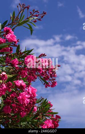 Sbocciato rosso dei fiori di primavera oleandro contro un cielo blu con nuvole bianche orientamento verticale Foto Stock