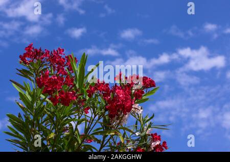 Bel rosso fiori di primavera oleandro contro un cielo blu con nuvole bianche Foto Stock