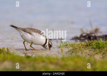 Francia, Somme (80), la baia della Somme, Le Crotoy, Crotoy marsh, Comune di inanellare Plover ( Charadrius hiaticula ) Foto Stock