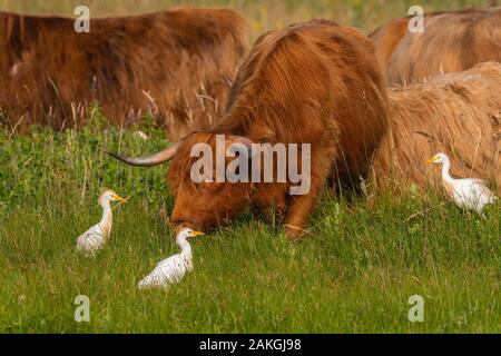 Francia, Somme (80), Baie de Somme Le Crotoy, Crotoy marsh, Highland Bovini (mucche scozzesi) accompagnati da aironi (Bubulcus ibis, Western airone guardabuoi) in ecopaturing Foto Stock