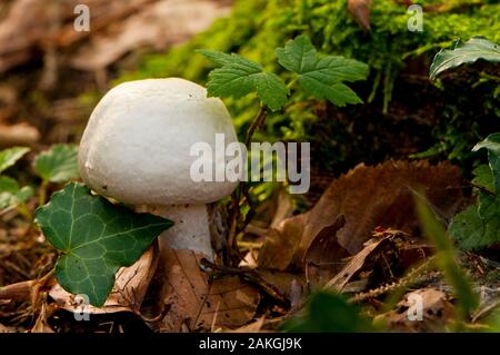 Francia, Somme (80), Crécy foresta, Crécy-en-Ponthieu agaricus silvicola Foto Stock