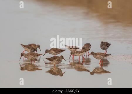 Francia, Somme (80), Baie de Somme, Saint-Valery-sur-Somme, Cape Hornu, comune Redshank ; con la bassa marea, gli uccelli venite ad alimentare il worm in un canale Foto Stock