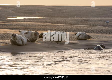 Francia, Somme, Authie Bay, Berck-sur-Mer, le guarnizioni sulle barene Foto Stock