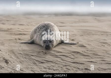 Francia, Somme, Authie Bay, Berck-sur-Mer, le guarnizioni sulle barene Foto Stock