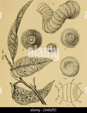 Insetti dannosi per frutti . t. No. 253.-scala circolare. Aspidiotus Jicus Riley. Questo è noto come la scala rossa della Florida. In Fig. 407le scale sono mostrati della dimensione naturale su foglie di anorange-albero; una, la scala della femmina; 6, che del maschio;c, il giovane larva; e e/, diverse fasi di formationof la scala; tutte queste sono fortemente ingrandita. Finora esso hasbeen trovato solo in arancione-boschetti di Florida. Esso mul-tiplies con grande rapidità e infests thelimbs indiscriminatamente, foglie e frutta. La scala della femmina {a) è circolare e varia dauno alla luce di un oscuro Foto Stock