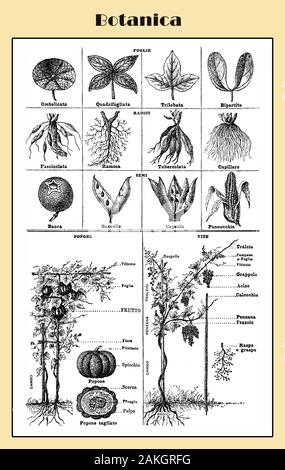 La botanica, illustrata lessico italiano tabella con morfologia delle piante, la struttura e il sistema di root Foto Stock