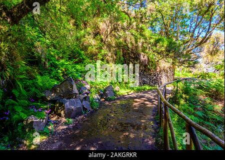 Escursionismo Levada trail 25 Fontes nella foresta laurel - percorso per il famoso venticinque fontane nel bellissimo paesaggio paesaggio - Isola di Madeira, Portogallo Foto Stock
