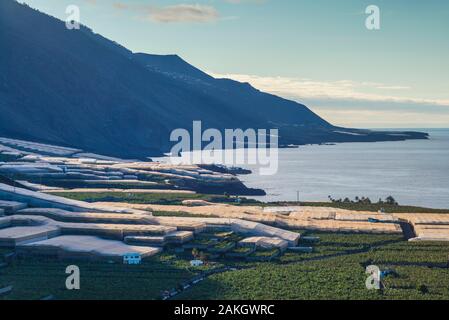 Spagna Isole Canarie La Palma Island, Puerto Naos, vista in elevazione della piantagione di banane e la costa ovest Foto Stock