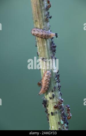 Formiche melata di mungitura da afidi e difendendo gli afidi forma attaccando hoverfly vermi Foto Stock