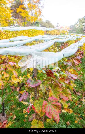 Francia, Parigi, Georges Brassens parco in autunno Foto Stock