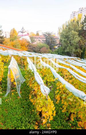 Francia, Parigi, Georges Brassens parco in autunno, vigneti Foto Stock