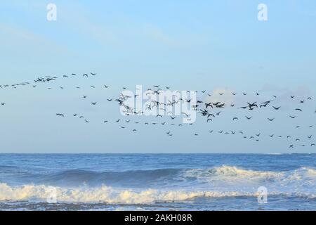 Sud Africa, Western Cape, Cape cormorano in volo a largo di Capo di Buona Speranza Foto Stock