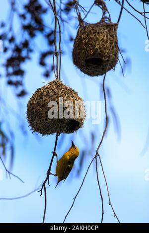 Sud Africa, Western Cape, Cape Weaver (Ploceus capensis) rendendo il suo nido in WestCoast Parco Nazionale Foto Stock