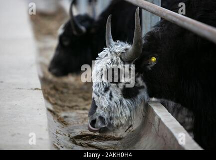 Aba. Il 9 gennaio, 2020. Foto scattata il 9 gennaio, 2020 mostra yak in una fattoria di yak in Xinqiao township di Aba Tibet e Qiang prefettura autonoma, a sud-ovest della Cina di provincia di Sichuan. Il Xinqiao Township ha sviluppato un nuovo standard di yak metodi di allevamento in questi ultimi anni, che hanno coinvolto sia Free-ranging e allevamento in cattività e gli agricoltori-azienda collaborazione. La media utile netto per ogni animale può raggiungere 800 yuan (circa 115 dollari). Credito: Li Mengxin/Xinhua/Alamy Live News Foto Stock