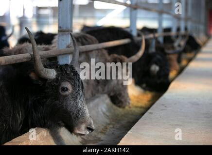 Aba. Il 9 gennaio, 2020. Foto scattata il 9 gennaio, 2020 mostra yak in una fattoria di yak in Xinqiao township di Aba Tibet e Qiang prefettura autonoma, a sud-ovest della Cina di provincia di Sichuan. Il Xinqiao Township ha sviluppato un nuovo standard di yak metodi di allevamento in questi ultimi anni, che hanno coinvolto sia Free-ranging e allevamento in cattività e gli agricoltori-azienda collaborazione. La media utile netto per ogni animale può raggiungere 800 yuan (circa 115 dollari). Credito: Li Mengxin/Xinhua/Alamy Live News Foto Stock