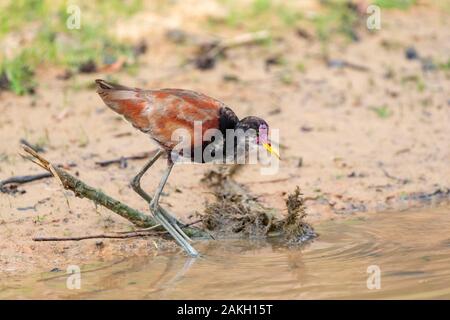 Sud America,il Brasile,Mato Grosso,Pantanal area,Wattled Jacana (Jacana jacana), immatuure Foto Stock