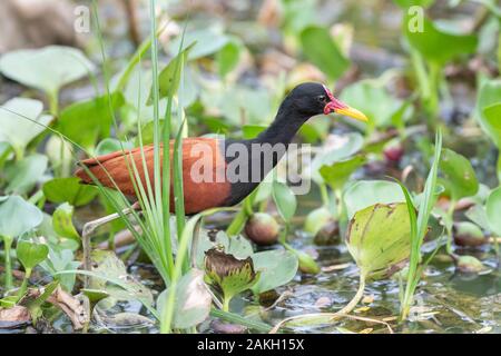 Sud America,il Brasile,Mato Grosso,Pantanal area,Wattled Jacana (Jacana jacana), per adulti Foto Stock