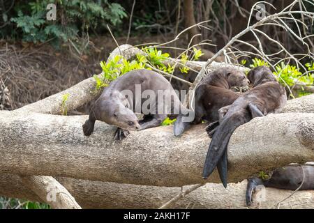 Il Brasile, Mato Grosso, Pantanal area, lontra gigante (Pteronura brasiliensis), poggiante su di un ramo Foto Stock