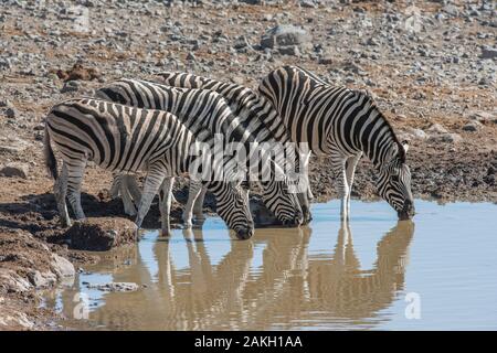 La Namibia, Oshana provincia, il Parco Nazionale di Etosha, Pianura zebre Foto Stock