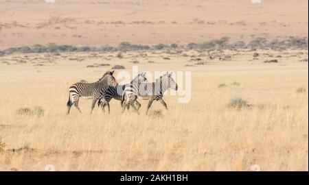 La Namibia, Hardap provincia, Naukluft Mountain Zebra Park, Pianura zebre Foto Stock