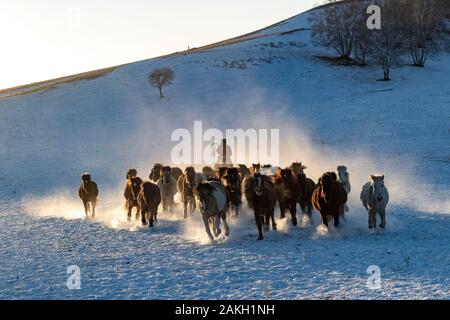 Cina, Mongolia interna, nella provincia di Hebei, Zhangjiakou, Bashang Prati, cavalieri mongoli condurre una truppa di cavalli in esecuzione in un prato coperto di neve Foto Stock