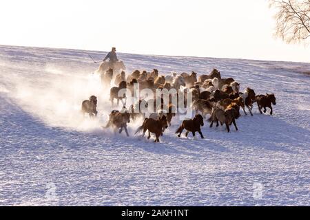 Cina, Mongolia interna, nella provincia di Hebei, Zhangjiakou, Bashang Prati, cavalieri mongoli condurre una truppa di cavalli in esecuzione in un prato coperto di neve Foto Stock