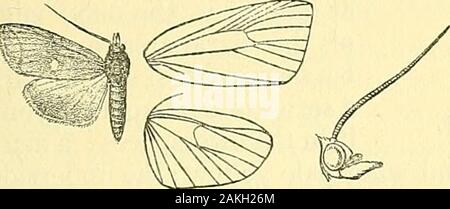 Falene . BCSOTARCHA. CAIAHOCHBOTJS. 419 Stretta vena ; 3 dalla prima di angolo di cella; 4, 5 e ben separate atorigin. Hind ala con vene 4, 5 alquanto approssimata per ashort distanza; 6, 7 dall'angolo superiore, 7 anastomosing slightlywith 8. 5190. Bceotarcha martinalis, WlJc. Cat. xviii, p. 791; C. 8F S.n. 4154.Botys crassicornis, WLK. Cat. xxxiv, p. 1455. Testa, torace, e l'ala anteriore castagno, più o meno soffuso withpurplish; palpi nero sotto alla base; gambe anteriori nastrare rufous e bianco ; addome whitishsuffused con fuscous. Forewing con luminosi yellowrufous-refilato band, in sul form crassicornis br Foto Stock