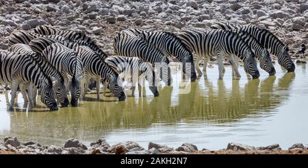 La Namibia, Oshikoto provincia, Etosha National Park, la Burchell zebre (Equus quagga burchellii) bere in corrispondenza di un foro per l'acqua Foto Stock