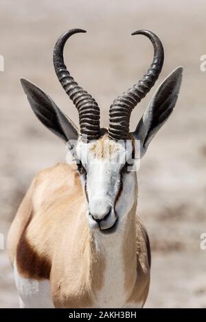 La Namibia, Oshikoto provincia, il Parco Nazionale di Etosha, springbok (Antidorcas marsupialis) Foto Stock