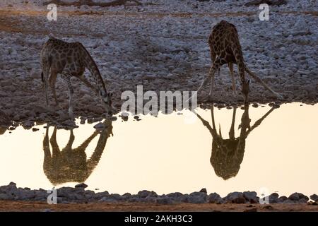 La Namibia, Oshikoto provincia, il Parco Nazionale di Etosha, giraffe (Giraffa camelopardalis) bere in corrispondenza di un foro per l'acqua Foto Stock