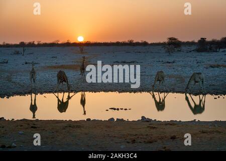 La Namibia, Oshikoto provincia, il Parco Nazionale di Etosha, giraffe (Giraffa camelopardalis) bere in corrispondenza di un foro per l'acqua al tramonto Foto Stock