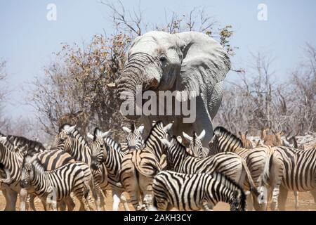 La Namibia, Oshikoto provincia, il Parco Nazionale di Etosha, elefante e zebre Foto Stock