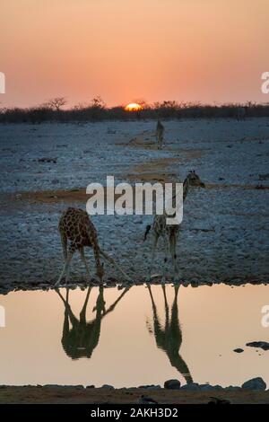 La Namibia, Oshikoto provincia, il Parco Nazionale di Etosha, giraffe (Giraffa camelopardalis) bere in corrispondenza di un foro per l'acqua al tramonto Foto Stock