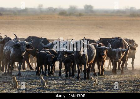 La Namibia, Kavango provincia, Bwabwata National Park, comune bufalo africano o bufalo del capo mandria (Syncerus caffer) Foto Stock